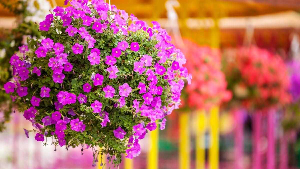Hanging Rice Flower Grow Hanging Basket Flowers From Seed: Easy Step-By-Step Guide For ...