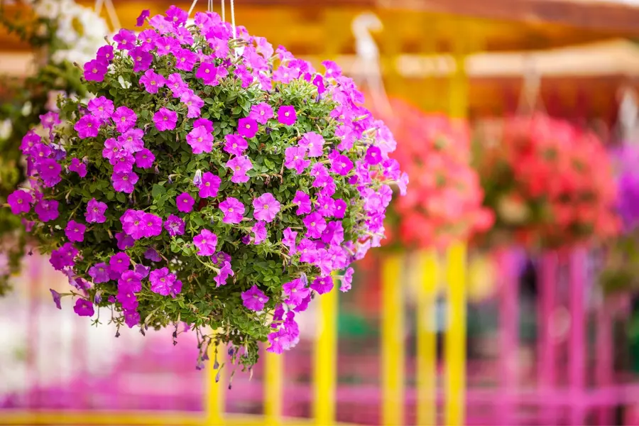 How to grow hanging flowers for balcony gardens: A simple beginner’s guide