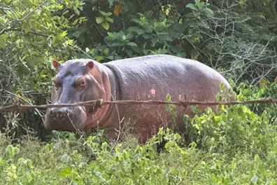 Anant Ambani urges Colombia to halt killing of 80 hippos, offers Vantara relocation