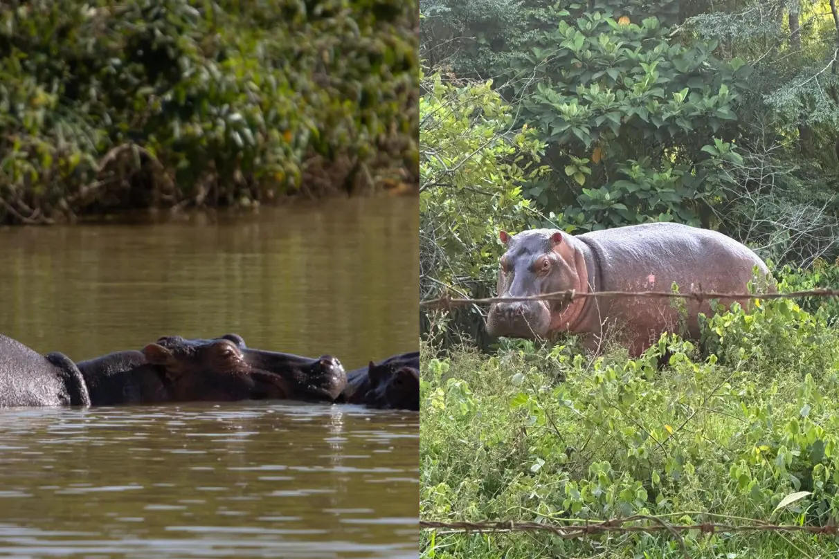 കൊളംബിയയിലെ മഗ്ദലീന നദീതടത്തിലുള്ള ഹിപ്പോപൊട്ടാമസുകള്
