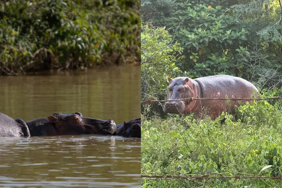 Anant Ambani proposes humane solution to save 80 Colombian hippos from cull, offers home in Jamnagar's Vantara