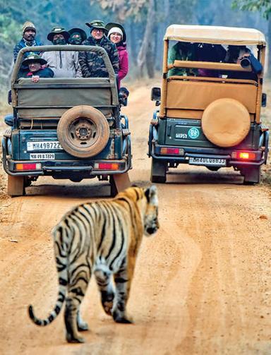 തഡോബ അന്ധാരി കടുവസങ്കേതത്തിൽ സഫാരി ബുക്കിങ് കുതിച്ചുയരുന്നു