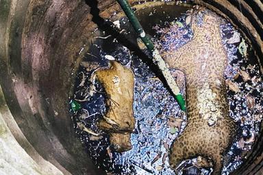 തിരുവമ്പാടിയിൽ പുലിയും പൂച്ചയും കിണറ്റിൽവീണ്‌ ചത്തനിലയിൽ, ഭീതിയിൽ പ്രദേശവാസികൾ