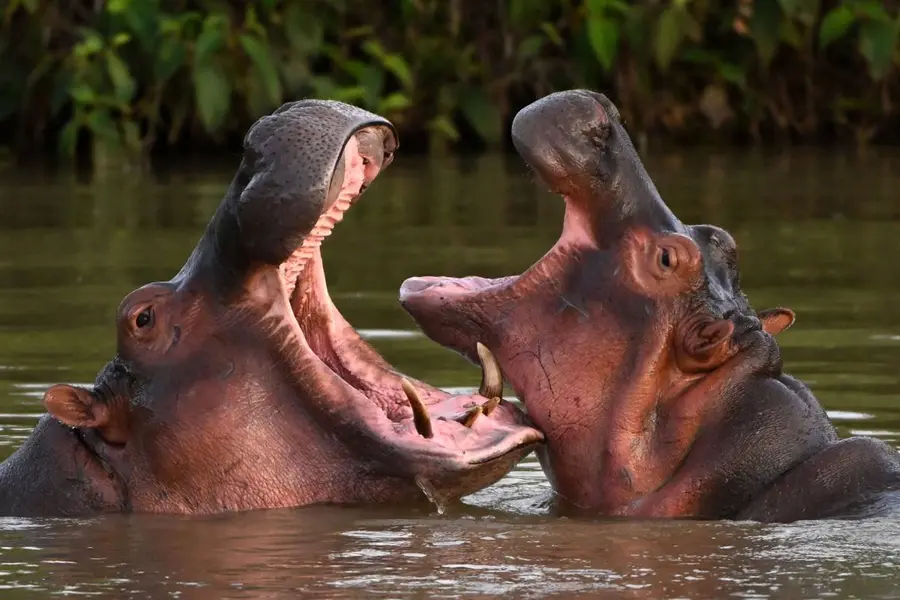 cocaine hippos