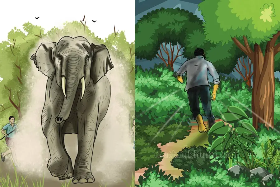forest-elephant