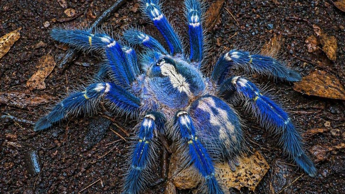 洋楽 Tarantula Rare Blue Peacock Tarantula found in Andhra Pradesh | Trending