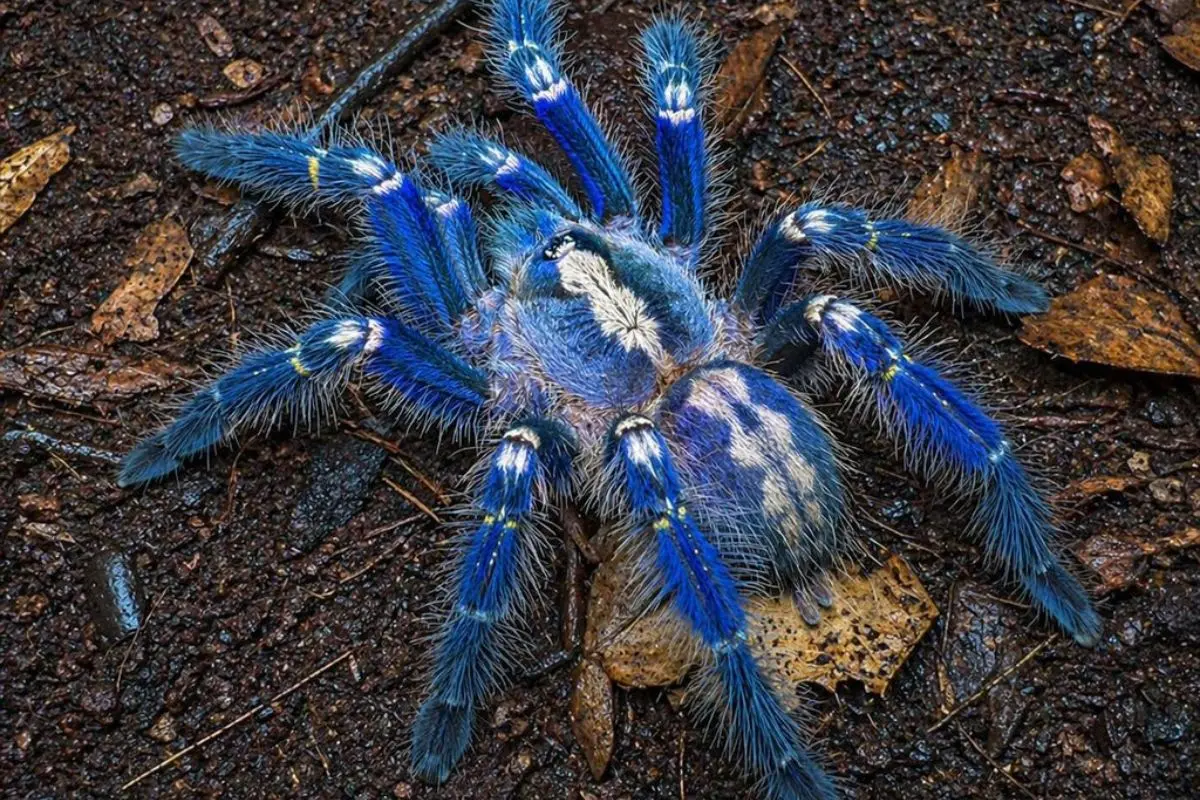 Peacock Tarantula