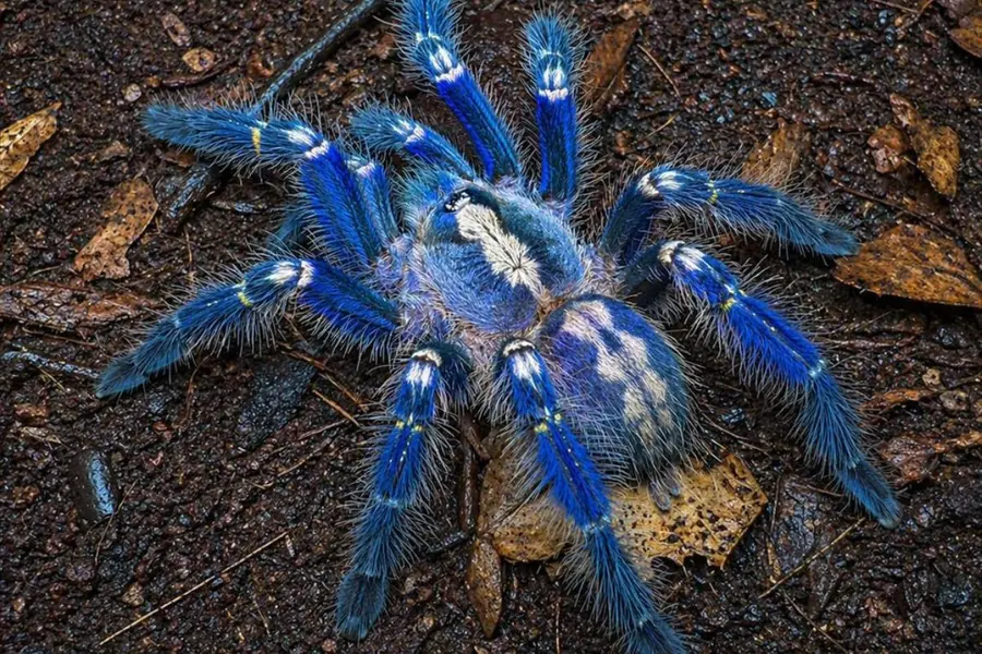 Peacock Tarantula