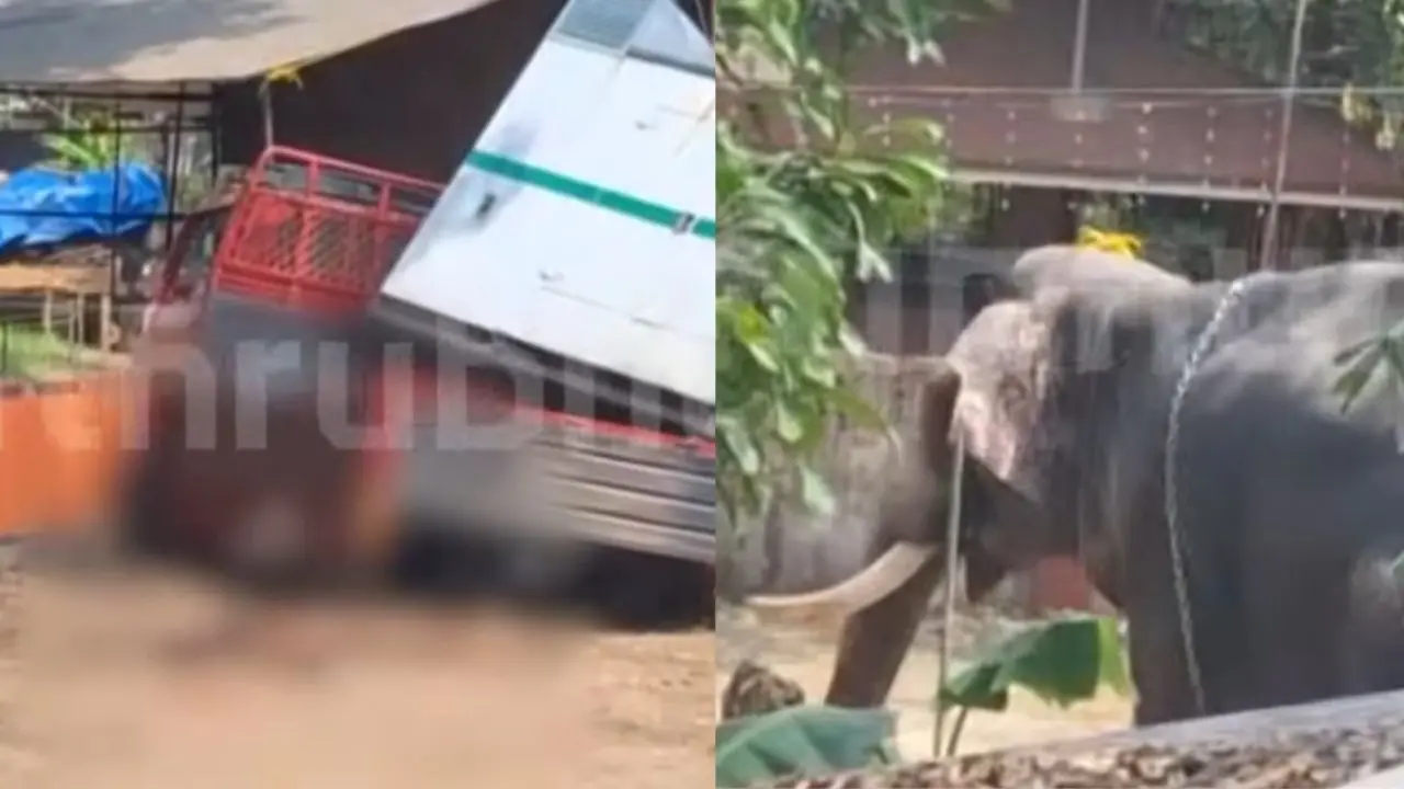 മരിച്ചയാളുടെ മൃതദേഹം, ഇടഞ്ഞ ആന