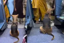 ട്രെയിനിനുള്ളിലും കയറി, ലേഡീസ് കമ്പാർട്ട്മെന്റിൽ തെരുവുനായയുടെ യാത്ര