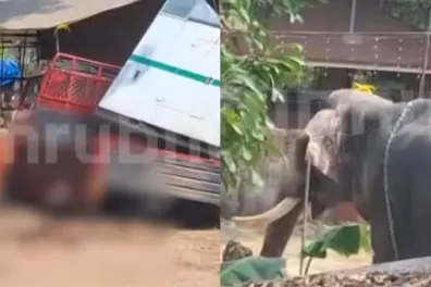 May Day turns fatal as 2 killed in separate elephant attacks at temple fests in Kerala