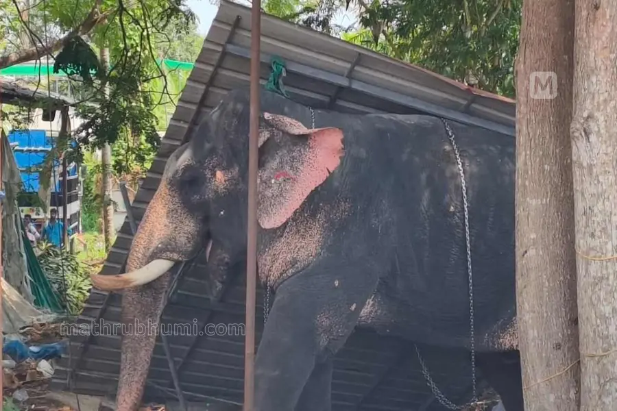 IRINJALAKKUDA-ELEPHANT