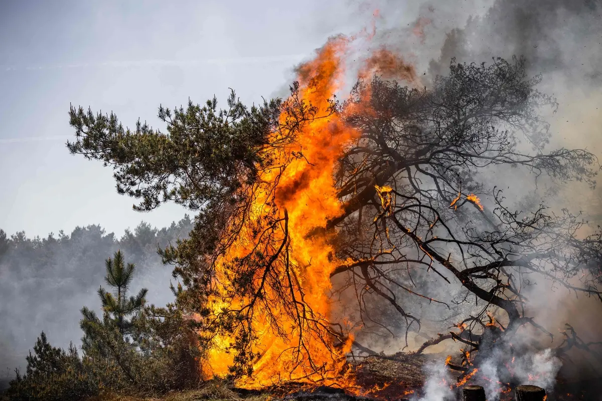 A wildfire blaze, a day after it broke out at a military training ground where a military exercise was taking place.| Photo: AFP