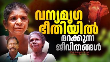 ആന, കാട്ടുപോത്ത്, കാട്ടുപന്നി; ഇരുട്ടിയാൽ കാൽനട പോലും അസാധ്യം, ഭയന്ന് വിതുരയിലെ ജീവിതം