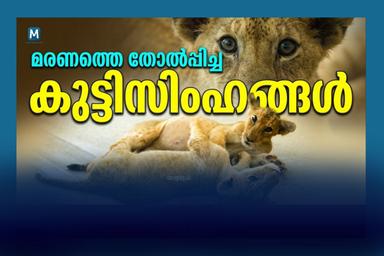 തിരുവനന്തപുരം മൃഗശാലയിൽ സിംഹക്കുഞ്ഞുങ്ങൾക്ക് മാതാപിതാക്കളായി ദൗത്യസംഘം; സിംബയും സൂരിയും ഉഷാറാണ്