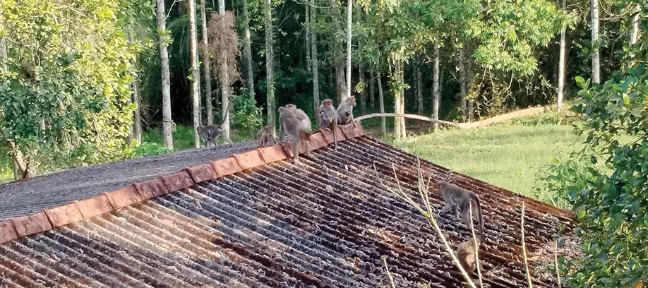 Monkey menace causes distress in Pachilakkad town and surrounding areas ...