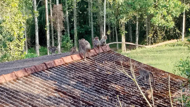 Monkey menace causes distress in Pachilakkad town and surrounding areas ...