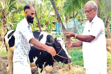 'ചുവന്ന തൊഴുത്ത്' വിട്ട് 'പച്ചപ്പി'ലേക്ക്; പന്തയം തോറ്റ CPM പ്രവർത്തകൻ സുഹൃത്തിന് പശുവിനെ......