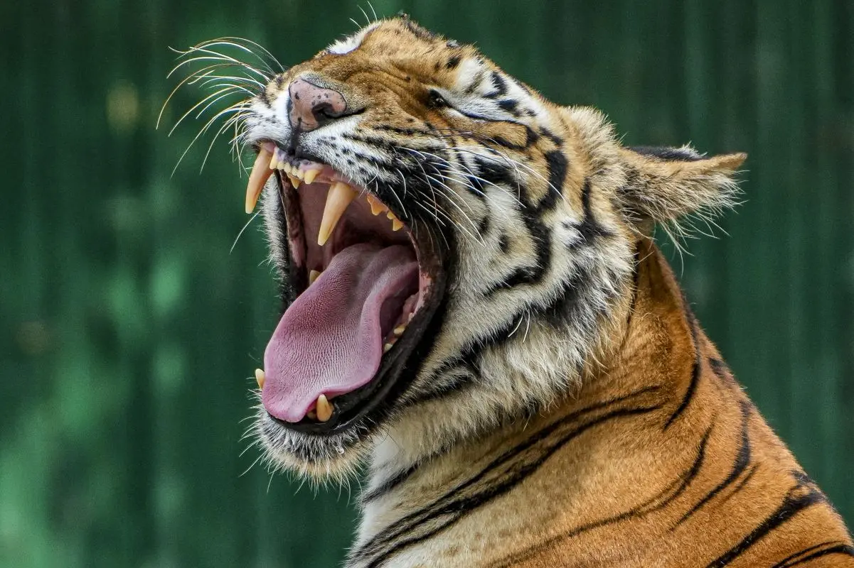 Representational Image: Kamal Kishore/PTI Photo