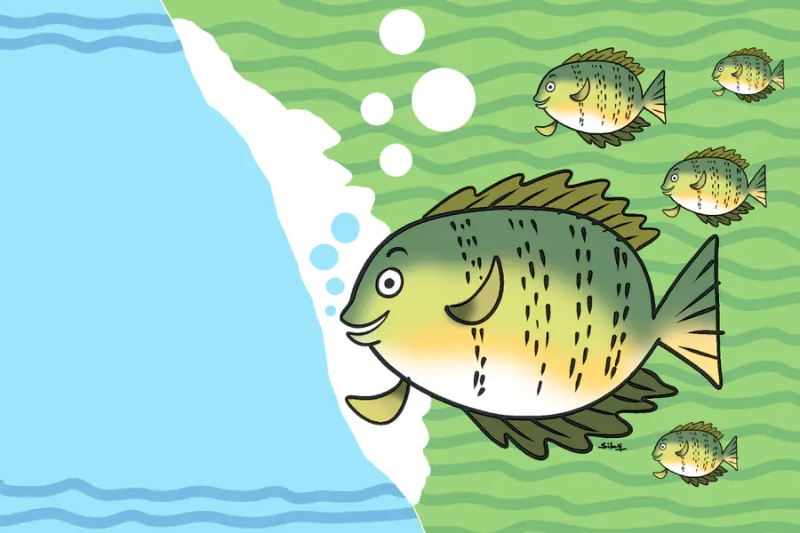 Kerala fish