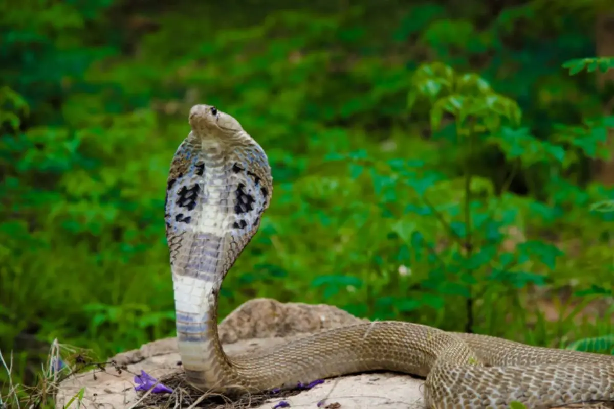 Representative Image| Photo: Canva.com
