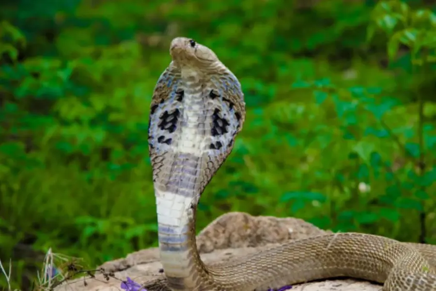 snake