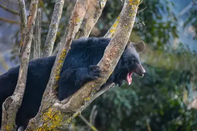 Dehradun Zoo’s new star! Himalayan black bear enclosure opens | WATCH
