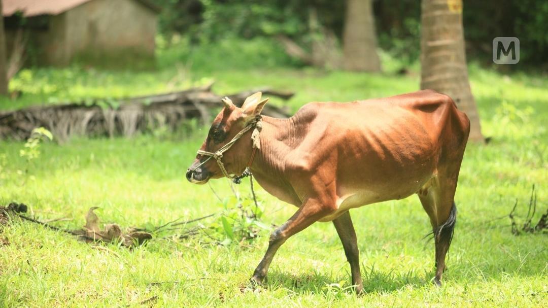 പൂന്തോട്ടത്തിലെ അഴകല്ല, അപകടം: കന്നുകാലികളുടെ ജീവനെടുക്കുന്ന വിഷച്ചെടികൾ