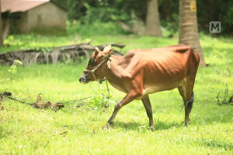 പൂന്തോട്ടത്തിലെ പൈക്കളെക്കൊല്ലികൾ: അഴകിന് പിന്നിലെ ഒളിഞ്ഞിരിക്കുന്ന അപകടങ്ങൾ