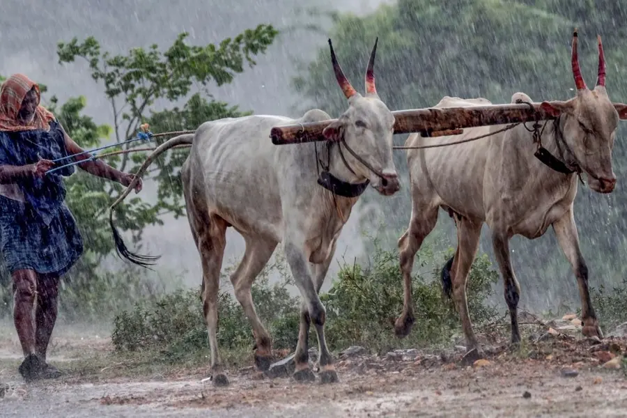 Rain-India