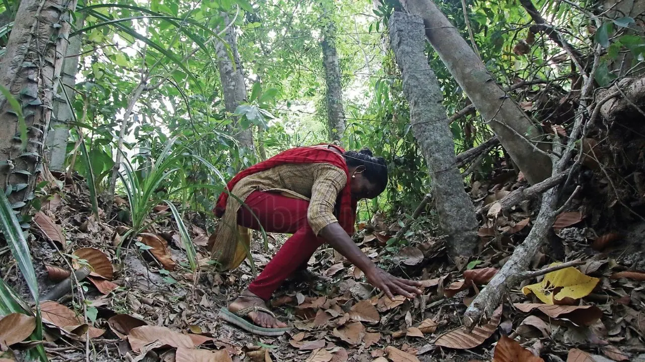 സുധ വീടിനു സമീപത്തെ കൈത്തോടിനു കുറുകേ കെട്ടിയ കമ്പിവേലിക്കടിയിലൂടെ നൂണ്ടുകടക്കുന്നു | ഫോട്ടോ: പി. പ്രണവ്, മാതൃഭൂമി