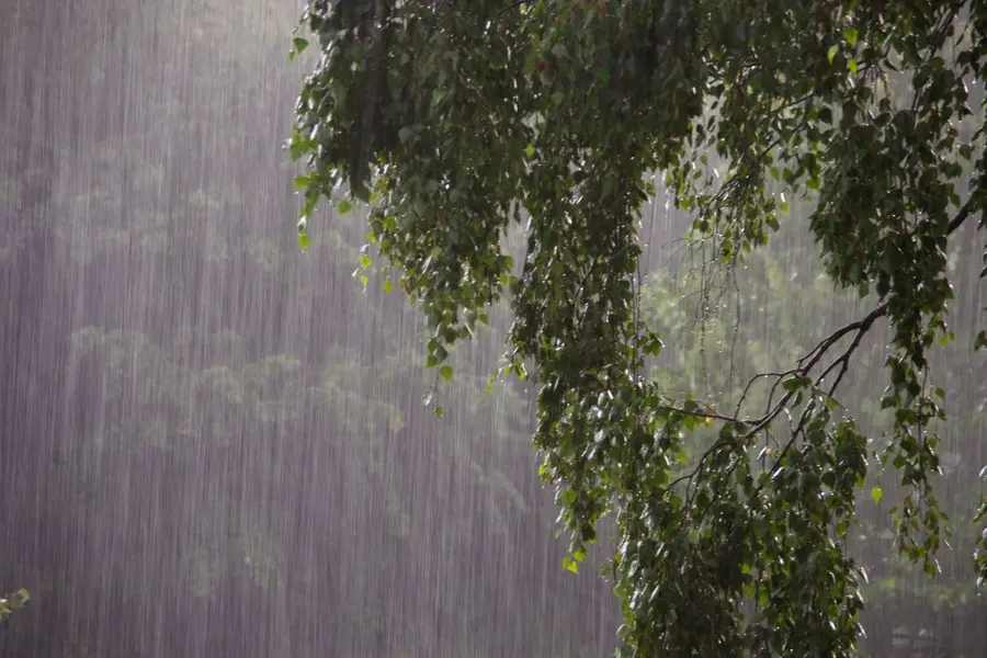 Rain