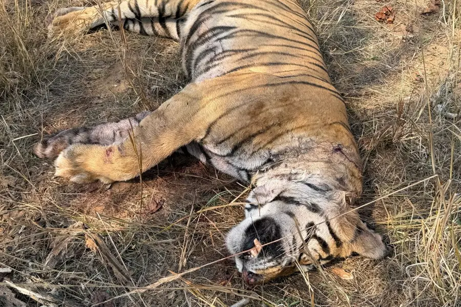 Pujari's killing: Law of the jungle and case of India's overcrowded tiger reserves