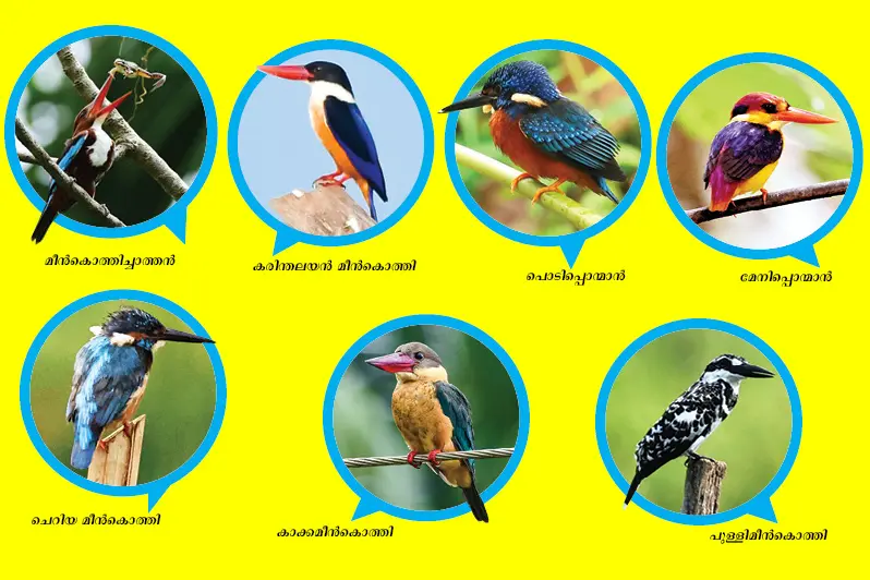 Types of kingfisher birds