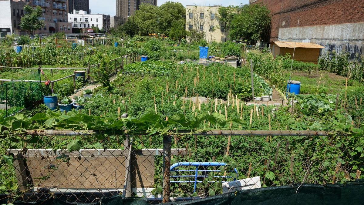 Building food from concrete: Why is Singapore’s urban farming revolution relevant to Kerala?
