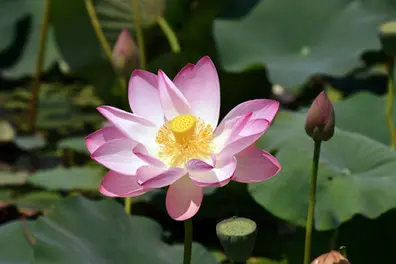 Kerala woman earns patents for unique lotus varieties developed on her rooftop