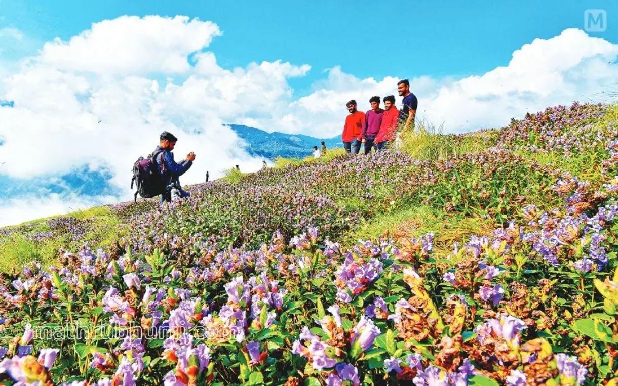 Neelakurinji bloom at Munnar | Photo: File photo, Mathrubhumi