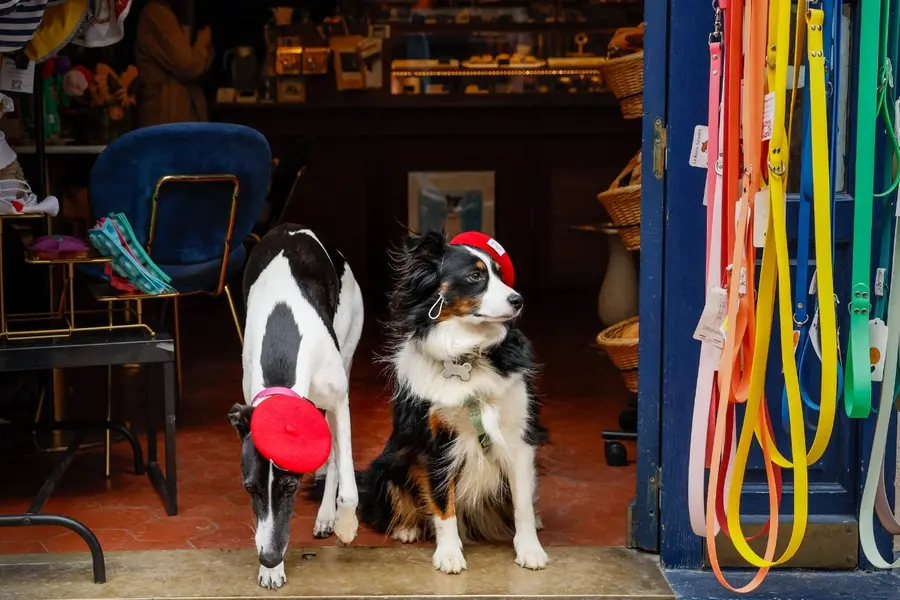 Why Paris dog cafés are becoming the city’s new lifestyle trend