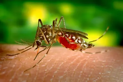 National Dengue Day: A fever beyond seasons, rising dengue cases among children in Kerala
