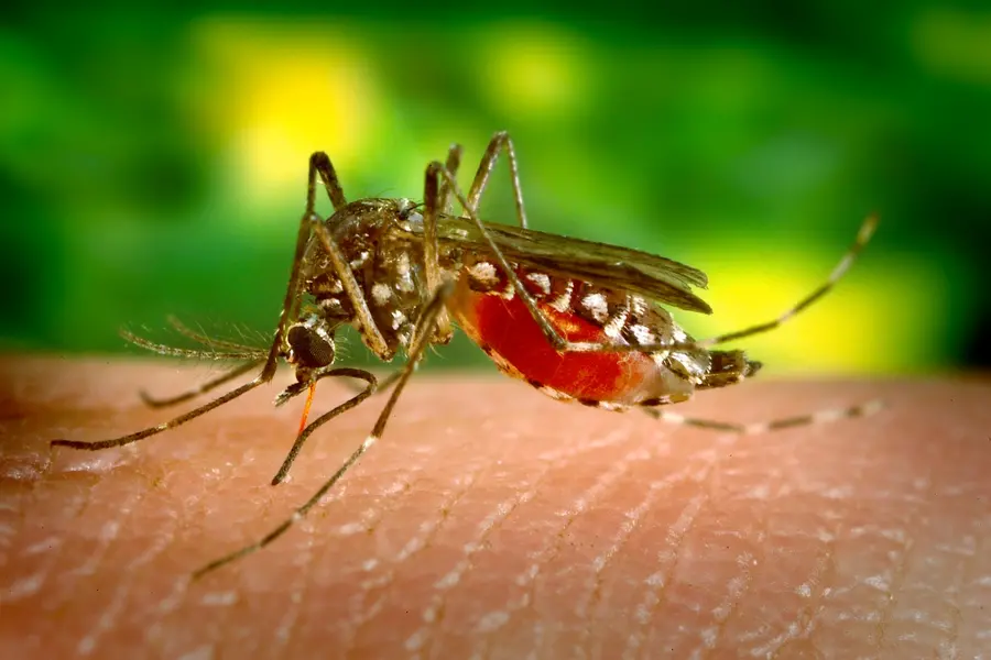 dengue day