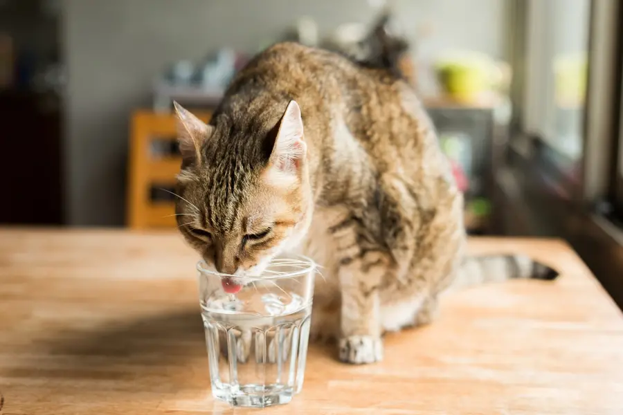 Is your cat drinking enough water during hot weather? Easy tips every pet owner should know