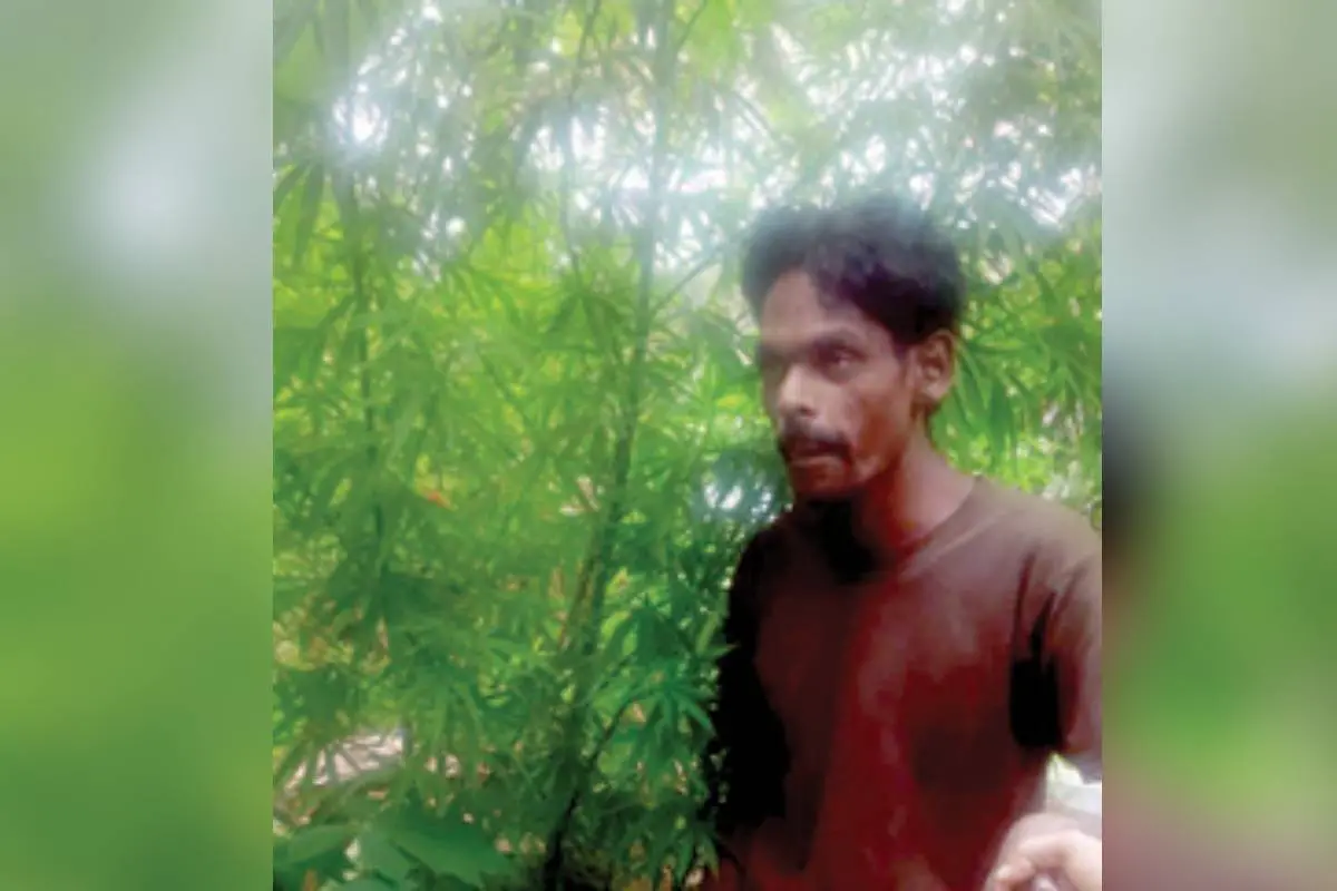 • വീട്ടുവളപ്പിൽ വളർത്തിയ കഞ്ചാവ് ചെടിക്കൊപ്പം റാഷിദ്