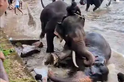 No touching, feeding or bathing elephants: Karnataka tightens camp safety norms after fatal accident
