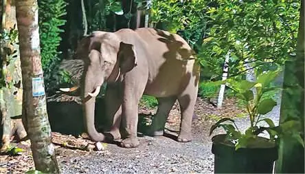 • രാമൻചിറയിൽ ജനവാസമേഖലയിൽ കഴിഞ്ഞദിവസം രാത്രി ഇറങ്ങിയ ഒറ്റയാൻ