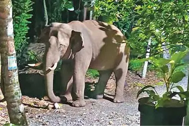 elephant