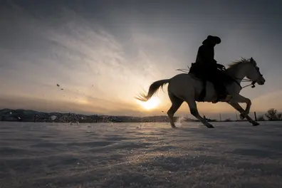 No petrol, no problem: Horse helps Jharkhand teacher carry out Census work