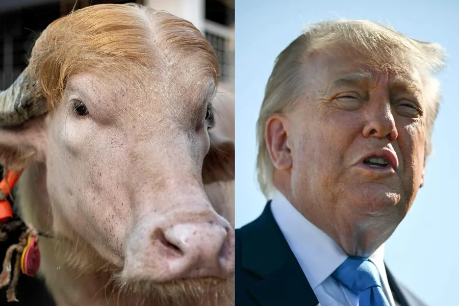 Donald Trump buffalo