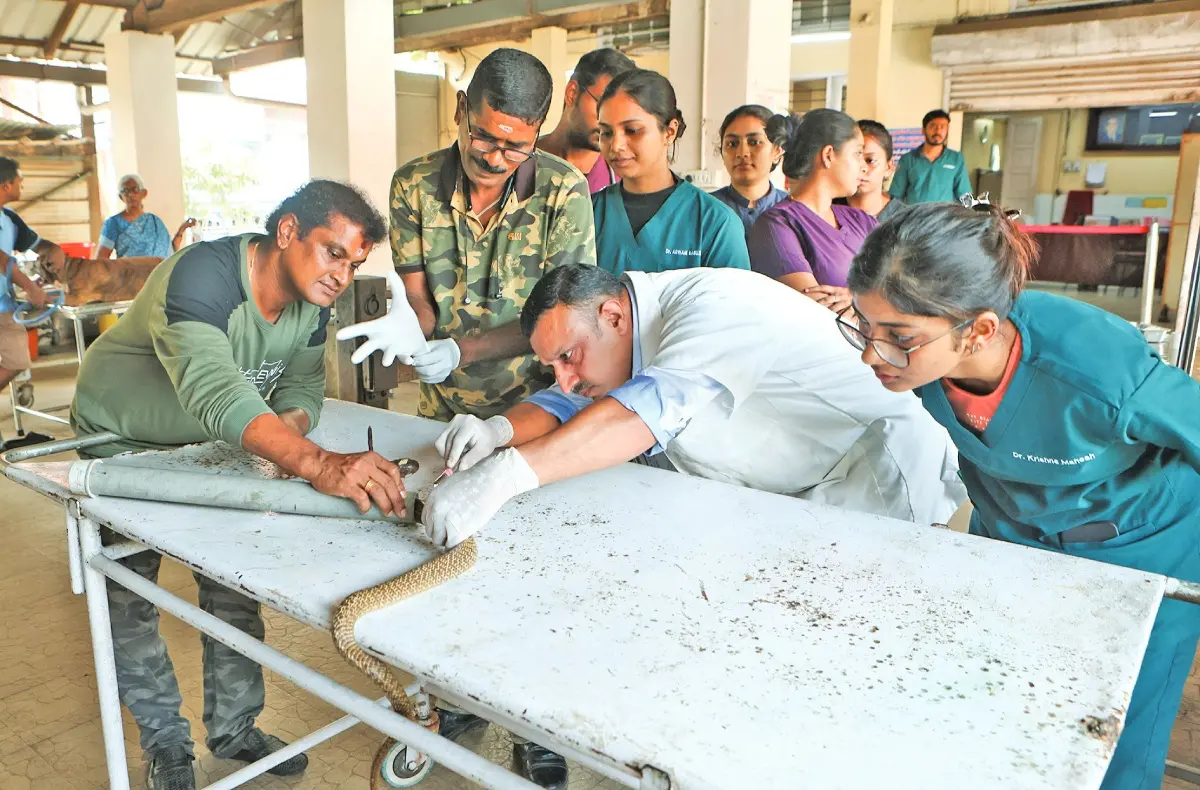 കൊക്കാല മൃഗാശുപത്രിയിൽ മൂർഖൻ പാമ്പിന്റെ വയറിലെ ഇരുമ്പുകൊളുത്ത് നീക്കം ചെയ്യാൻ ശസ്ത്രക്രിയ നടത്തുന്ന ഡോ. റെജി വർഗീസ്. സർപ്പ റെസ്ക്യൂ ടീമിലെ വി.ബി. ആനന്ദും ബിജു കപ്പാരത്തും പി.ജി. വിദ്യാർഥികളായ ഡോക്ടർമാരും സമീപം | ഫോട്ടോ: ജെ. ഫിലിപ്പ്