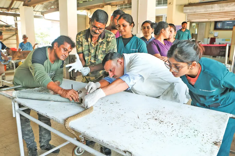 വയറിനുള്ളിൽ ഇരുമ്പുകൊളുത്ത്; തല പി.വി.സി. പൈപ്പിനുള്ളിലാക്കി മൂർഖന് അടിയന്തര ശസ്ത്രക്രിയ