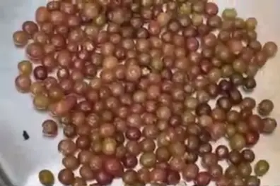 How Peelu fruit is protecting Jaisalmer villagers from scorching heat?